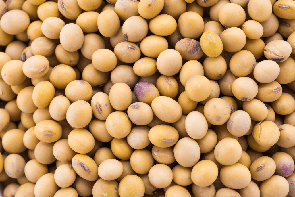 Produção de soja: qual a importância para a agricultura brasileira?