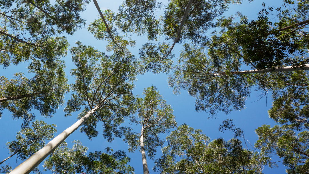 CTA Smart marca presença na Expoforest 2023, a maior Feira Florestal das Américas