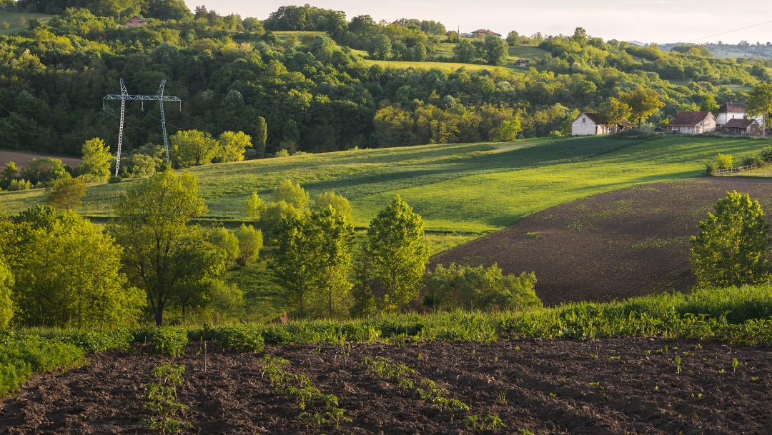 Veja as principais técnicas inovadoras de produção agrícola em sistemas agroflorestais