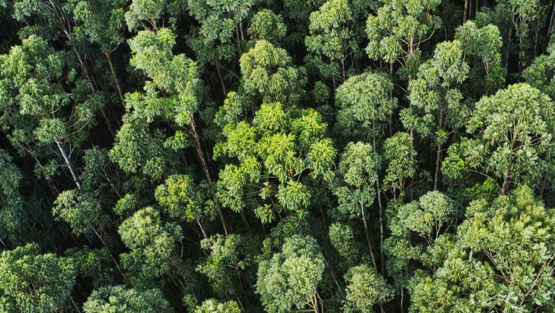 ESG: o que é ser uma empresa carbono neutro? Veja suas vantagens e o que é